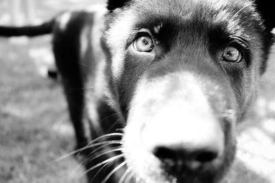 Close-up portrait of dog