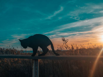 Silhouette cat on railing against blue sky at sunset