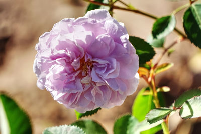 Close-up of pink rose flower