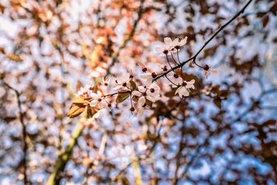 Low angle view of cherry blossoms in spring