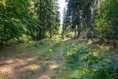 Trees growing in forest