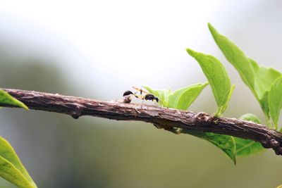 Close-up of insect on plant