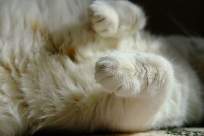 Close-up of cat sleeping