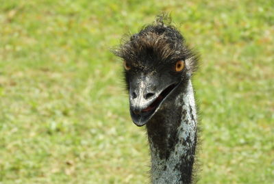 Close-up portrait of a bird on field