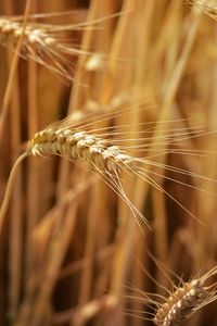 Closeup of ears of golden wheat on the field