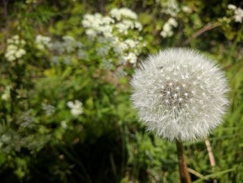 Close-up of dandelion