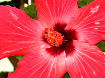 Close-up of pink flower