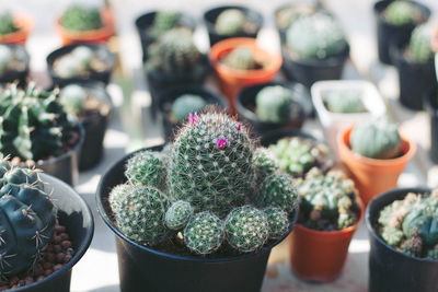 Close-up of succulent plant in pot
