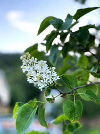 Close-up of white flowering plant