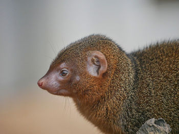 Close-up of an animal