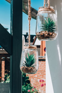 Close-up of potted plant hanging on window