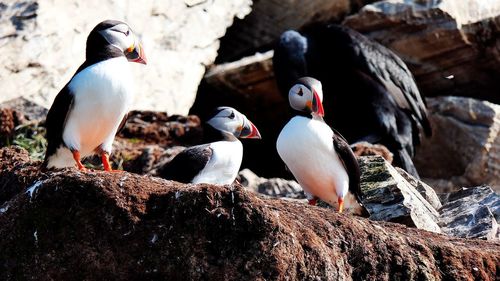 Puffins at hornøya