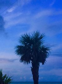 Low angle view of palm trees against sky