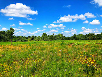 Scenic view of grassy field against sky