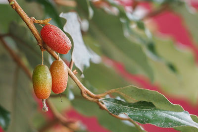 Closeup of autumn olive fruits, eleagnus multiflora, become orange when rip.japanese goumi -