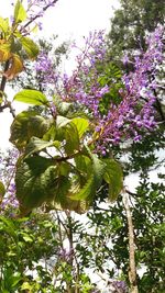 Low angle view of purple flowers