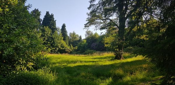 Trees growing in forest against clear sky