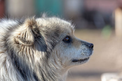 Close-up of a dog looking away