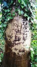 Close-up of tree trunk