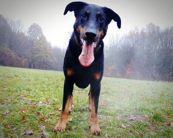 Portrait of dog on field