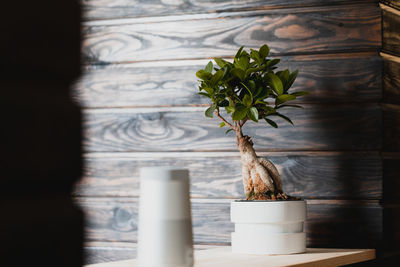 Close-up of potted plant on table