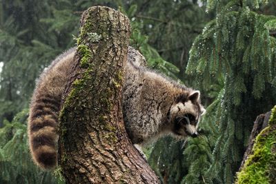 Squirrel on tree trunk