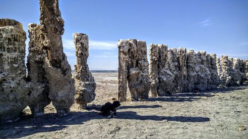 Dog on rock against sky