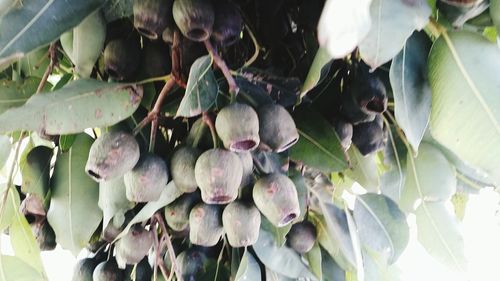 Close-up of blackberries growing on plant