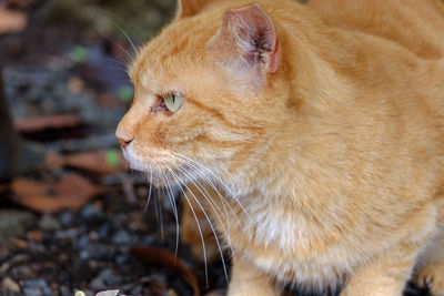 Close-up of a cat looking away