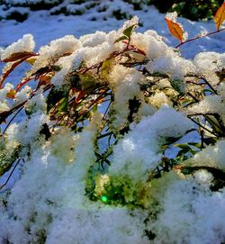 Close-up of frozen flower