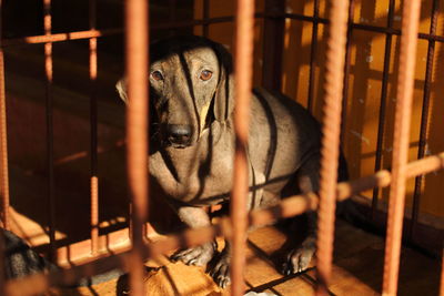 Portrait of dog in cage