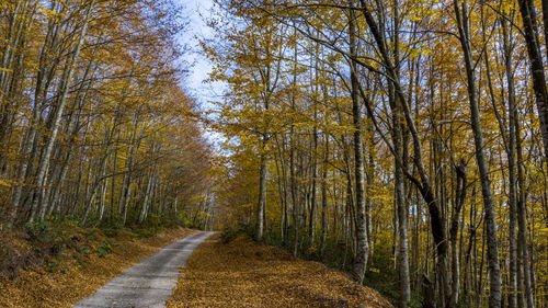 Road amidst trees in forest during autumn