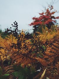 Close-up of tree against sky during autumn