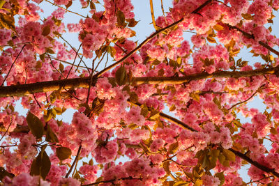 Low angle view of pink cherry blossom tree