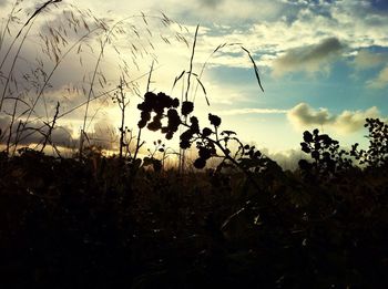 Plants growing on field against cloudy sky