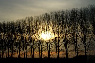 Silhouette trees on field against sky at sunset