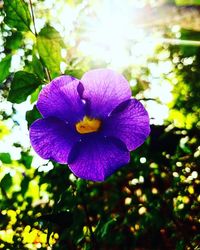 Close-up of purple flowers blooming outdoors