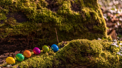 Multi colored stones on tree