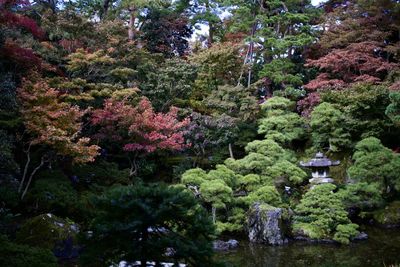 View of flowering trees in garden