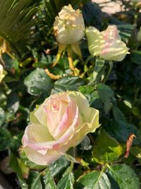 Close-up of pink rose blooming outdoors