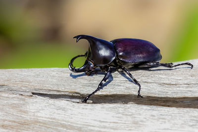 Close-up of insect on wood