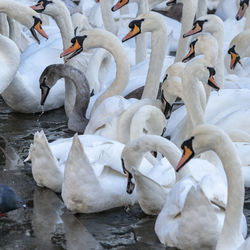 White swans swimming in lake