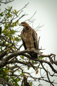 Tawny eagle on twisted branch looking left