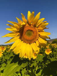 Close-up of sunflower on field against clear sky