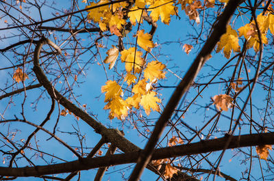 Low angle view of flowering tree against sky