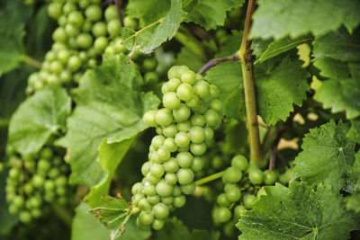 Grapes and  leaves 