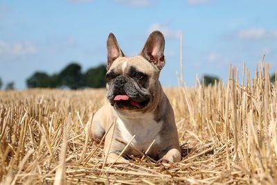 Portrait of a dog on field