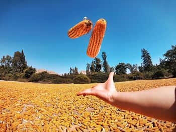 Cropped hand playing with corns at farm against clear blue sky during sunny day