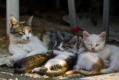 Street sick kittens with mother