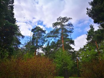 Low angle view of trees against sky